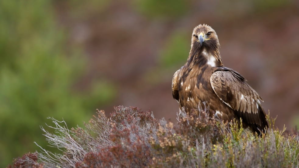 golden eagle